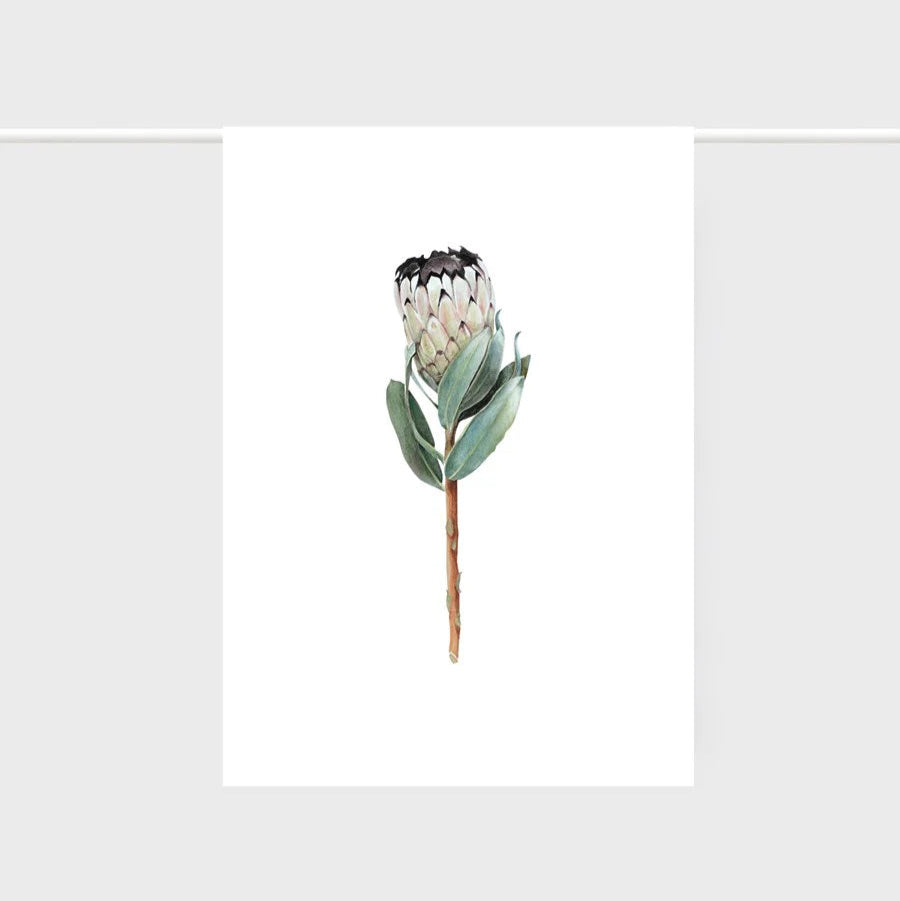 Father Rabbit | Tea Towel | Protea