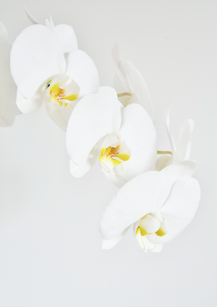 Phalenopsis Orchid Print - Addy & Lou
