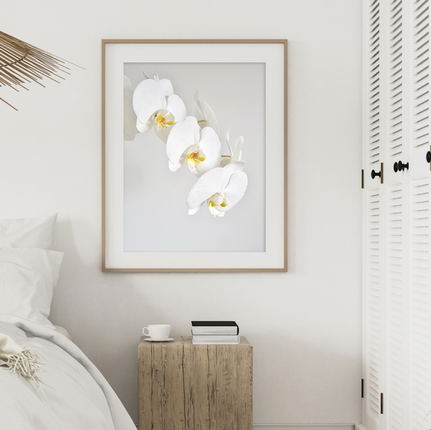 Phalenopsis Orchid Print - Addy & Lou