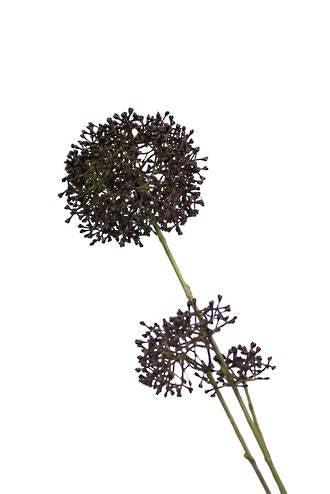 Allium Pom Pom 90cm Spray - Burgundy